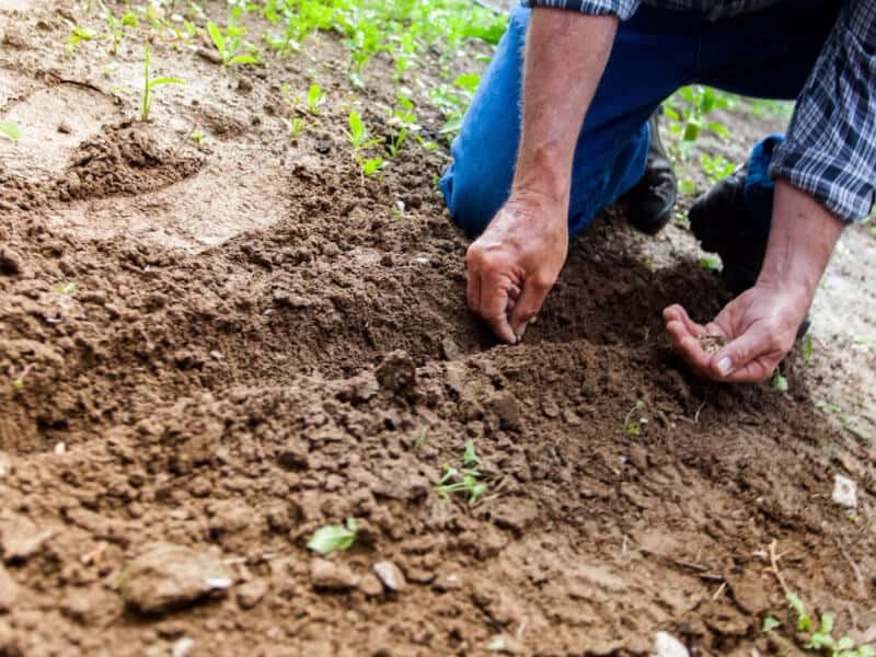 Planting Vegetables in Winter