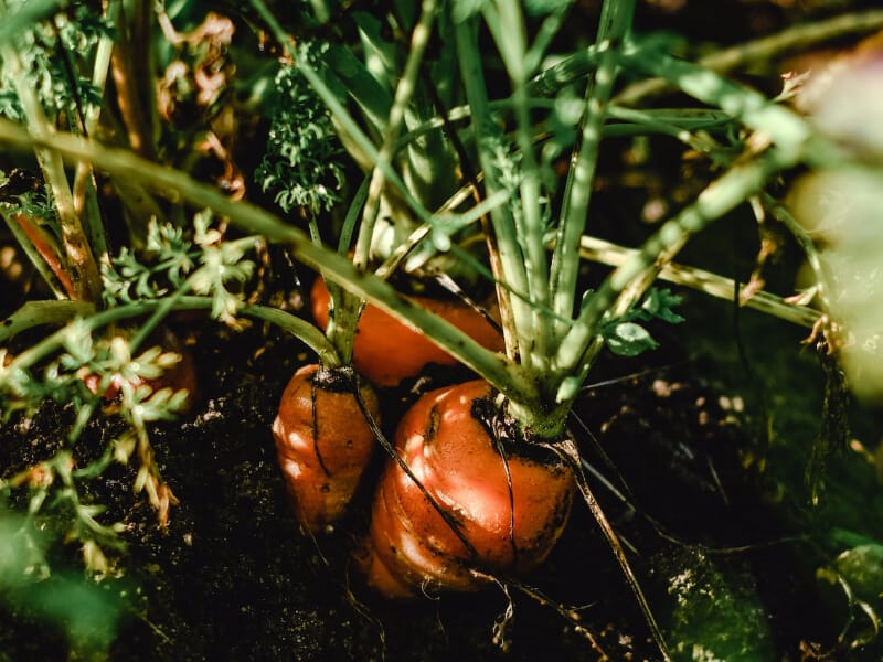 growing carrots in winter