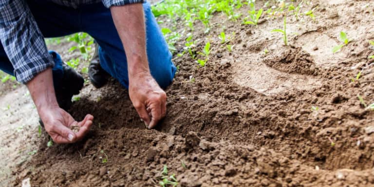 planting vegetables in colder seasons