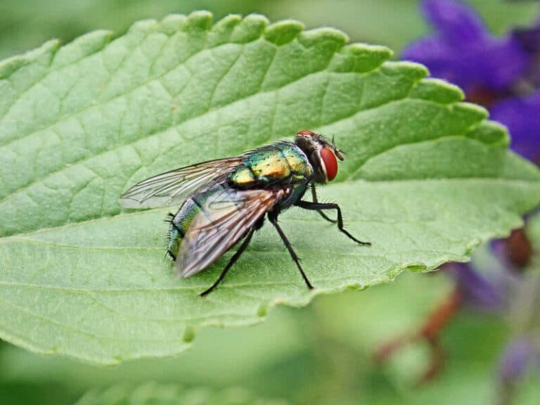Why Is My Lawn Full Of Flies