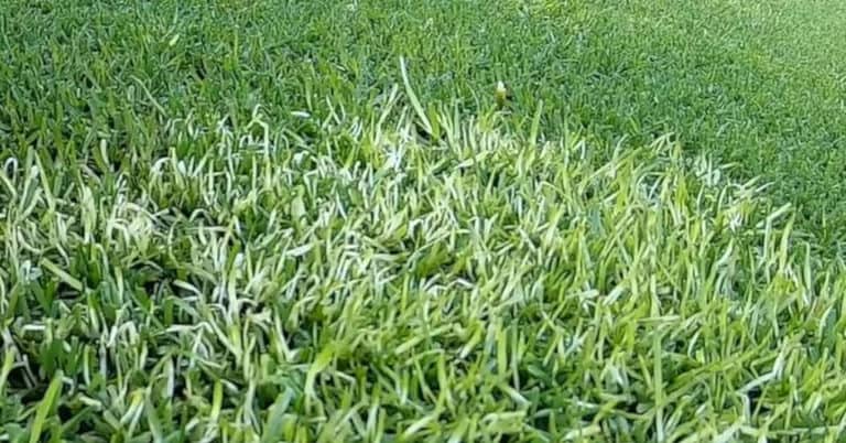 Why Are My Grass Blades Turning White