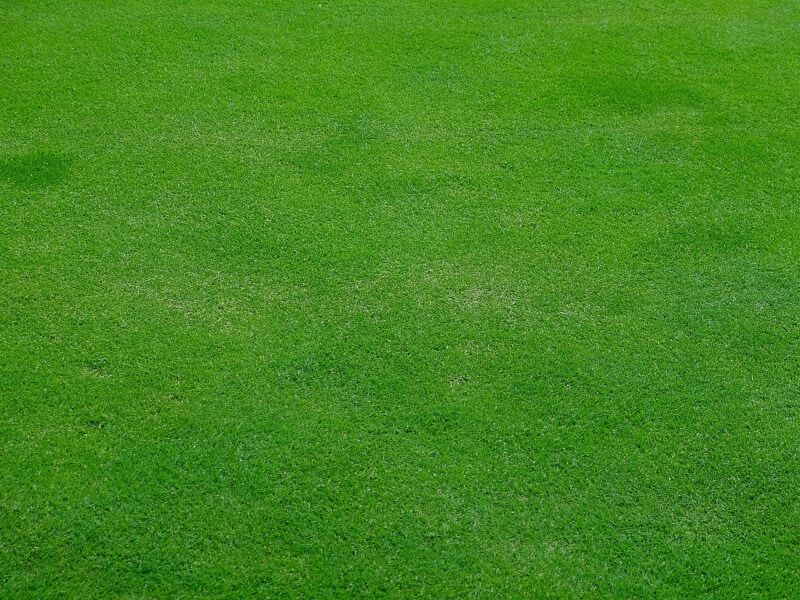 lawn looking good