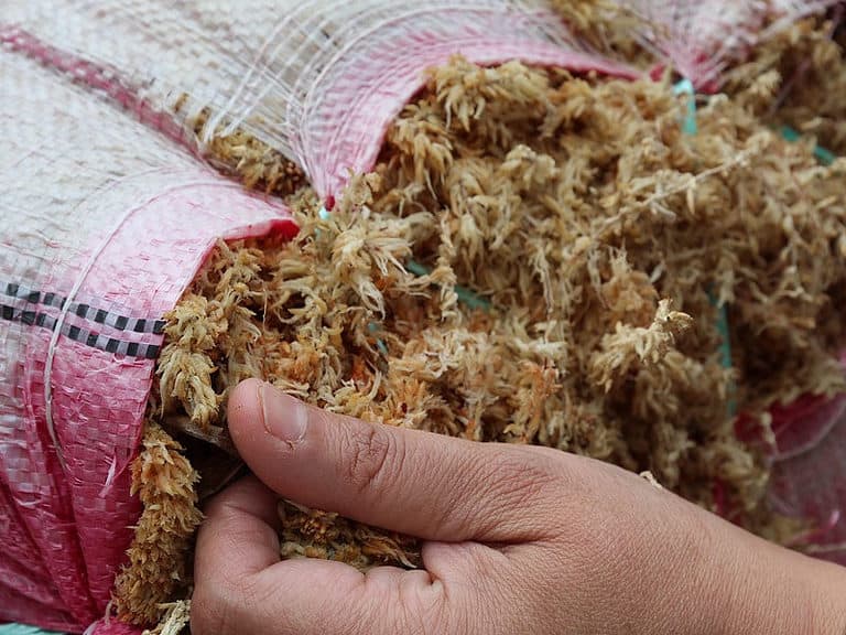 How Much Peat Moss For Overseeding