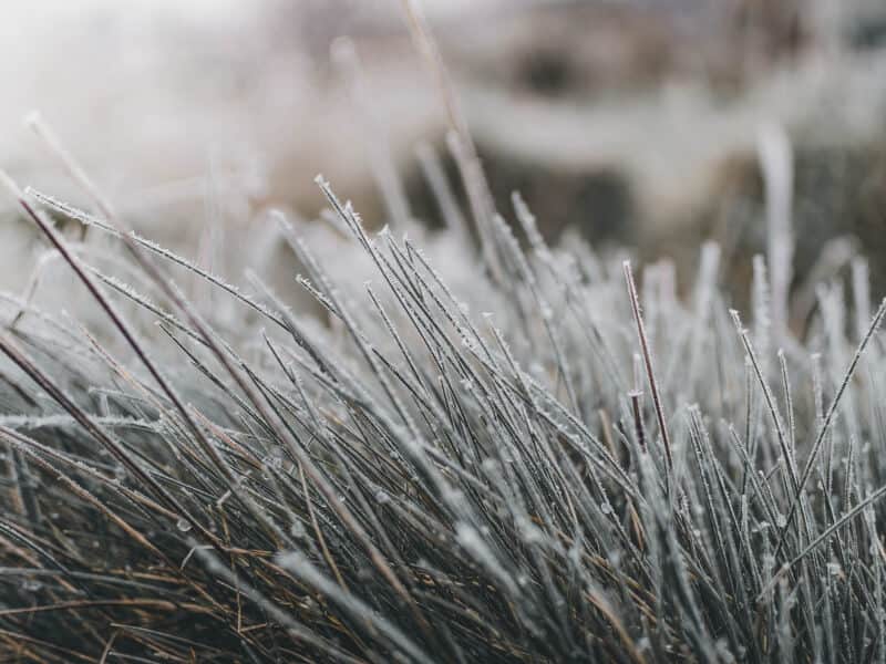 snow mold