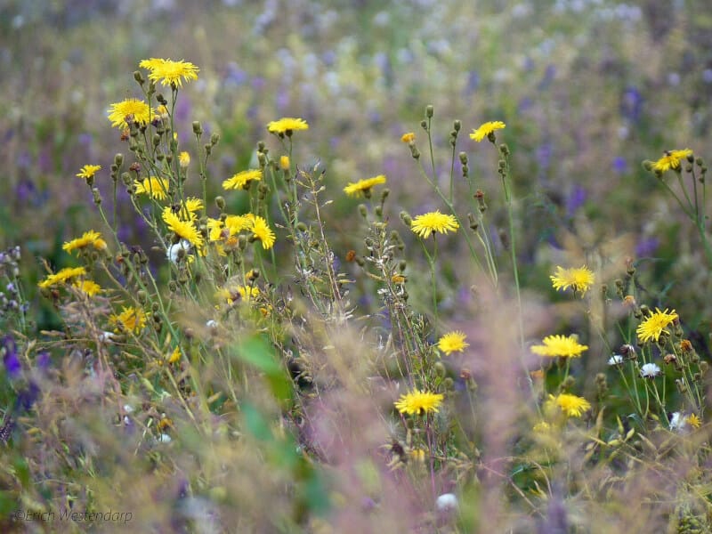 spreading weeds