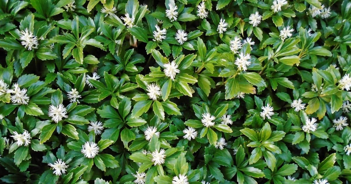 How To Get Rid Of Pachysandra