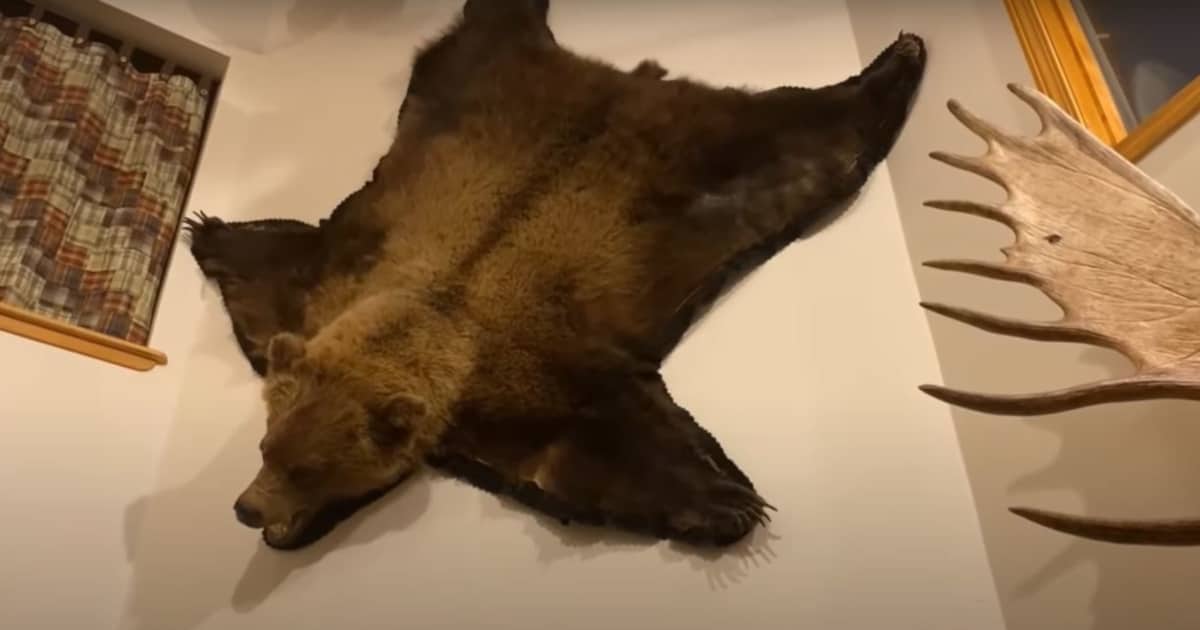 How To Hang A Bear Skin Rug On The Wall
