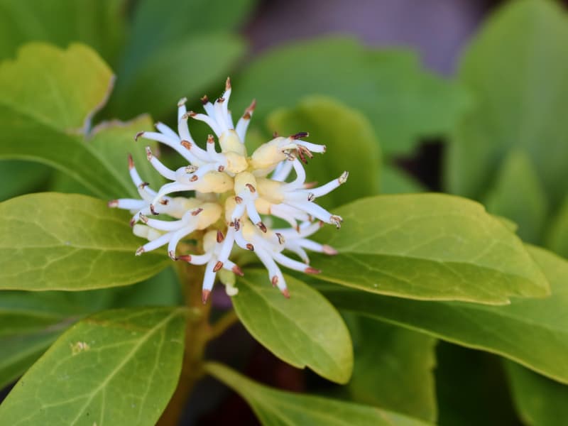 japanese pachysandra