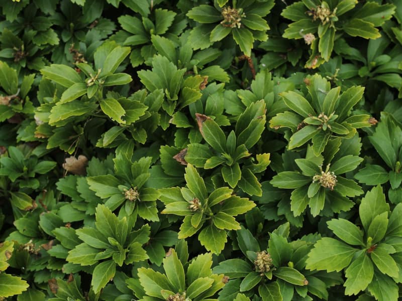 pachysandra
