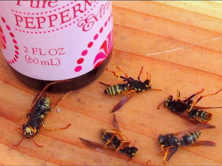 Effective Wasp Control Using a Wasp Bomb for Under Deck Infestations