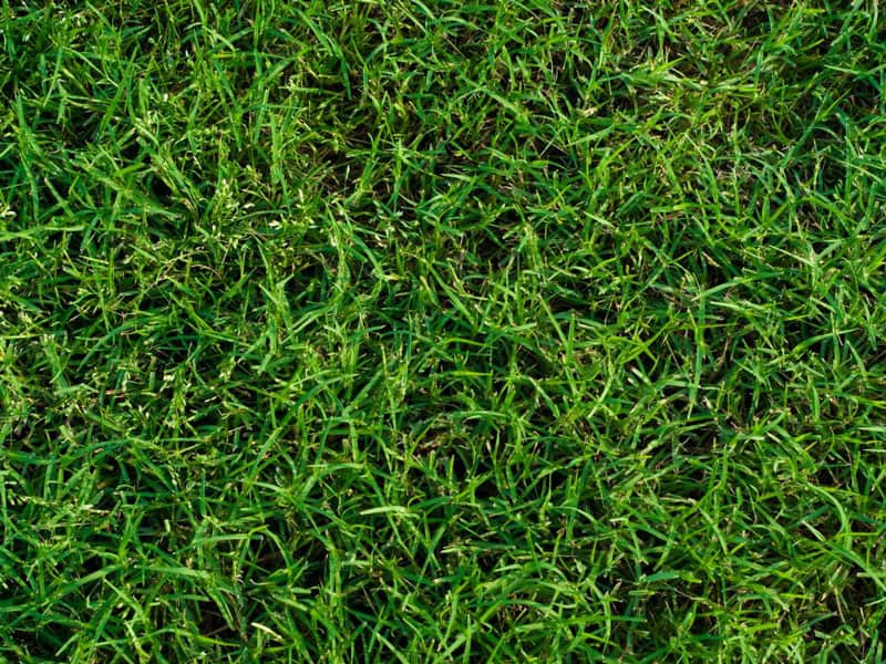 Bermuda grass