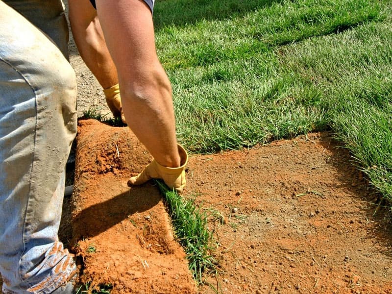 Mixing Bermuda and St. Augustine Sod