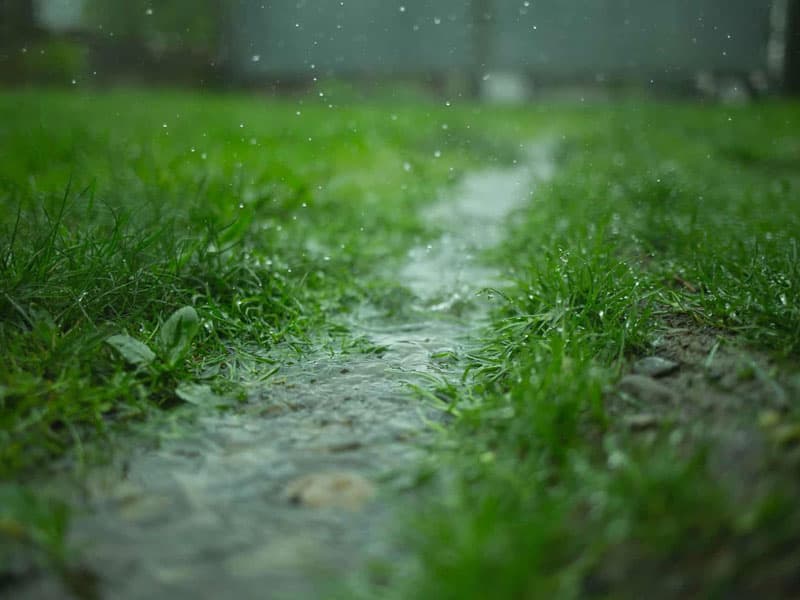 Tips for caring for your lawn after rainfall or watering