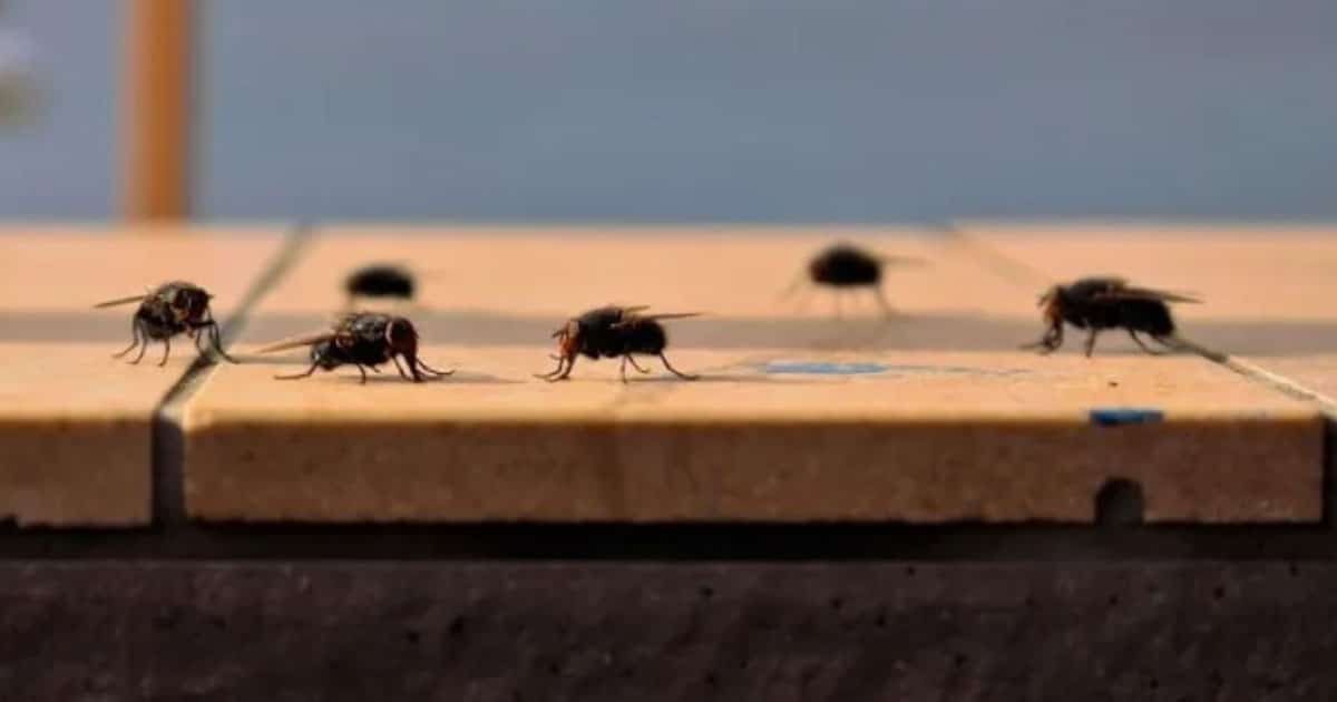 Why Are Flies Attracted To My Deck