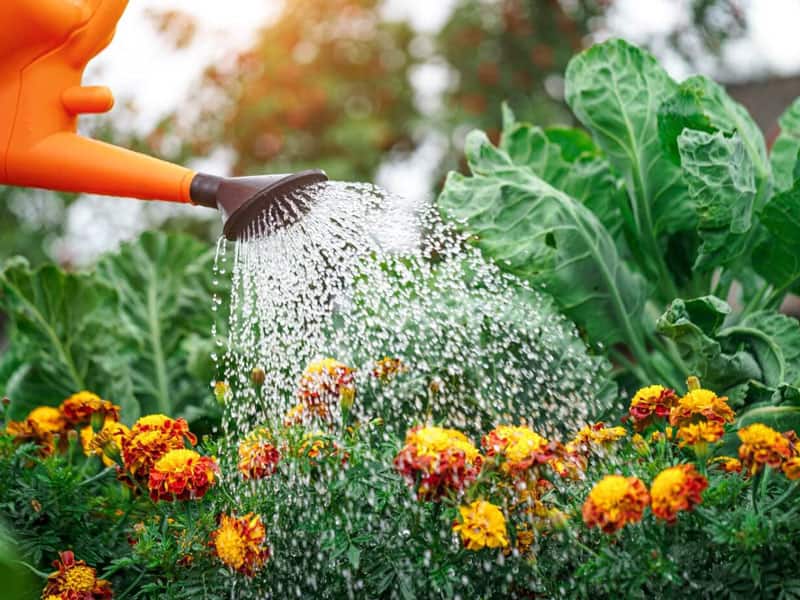 Marigolds Water Needs