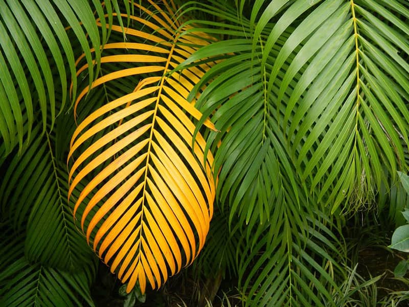 Reverting majesty palm leaves from yellow to green