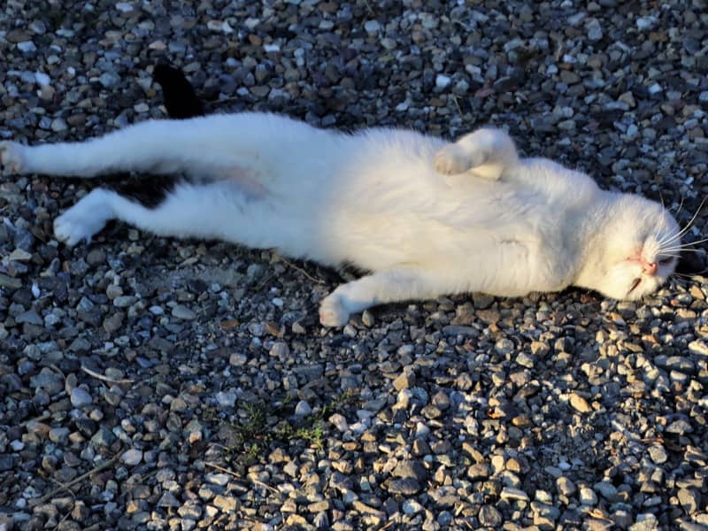 dead cat