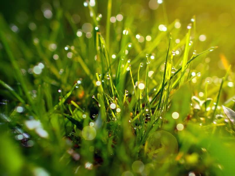 weed eat wet grass