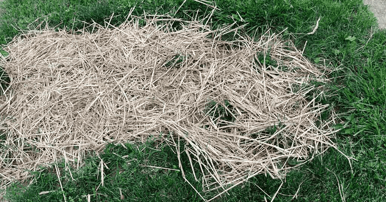 Alternative To Straw For Grass Seed