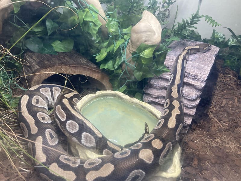 How Long Can Ball Pythons Go Without Water