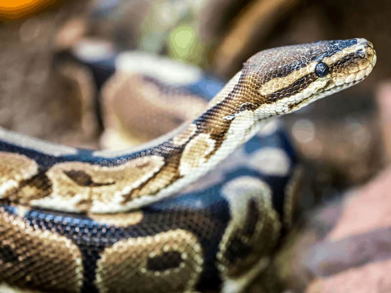 How Long Can Ball Pythons Go Without Water