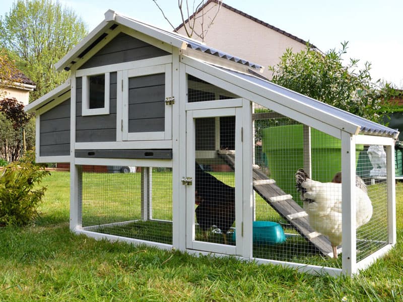 Chicken Coop Specifications on the Law