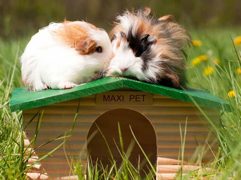 Why Is My Guinea Pig Shaking