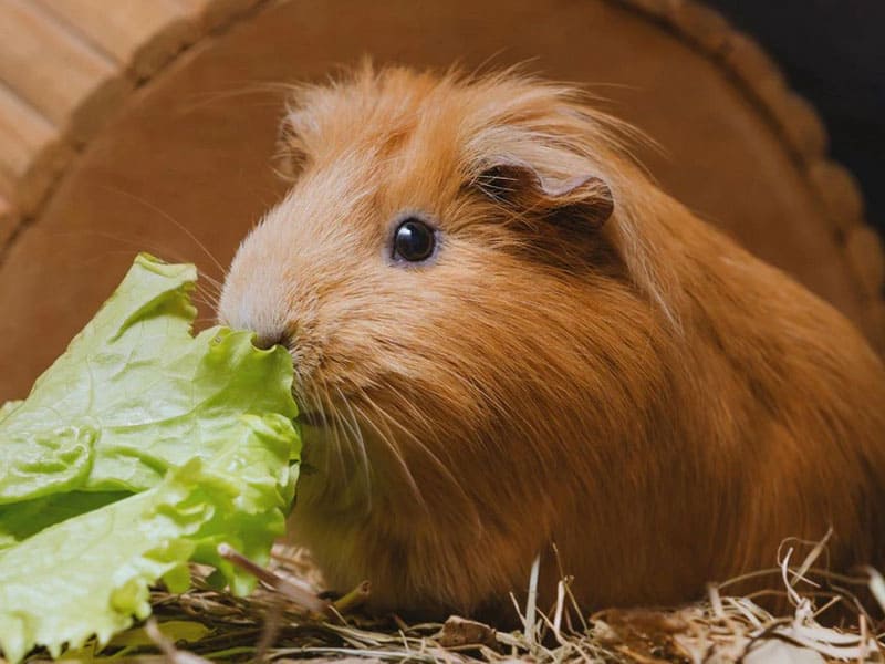 Guinea Pig shaking or vibrating causes and factors