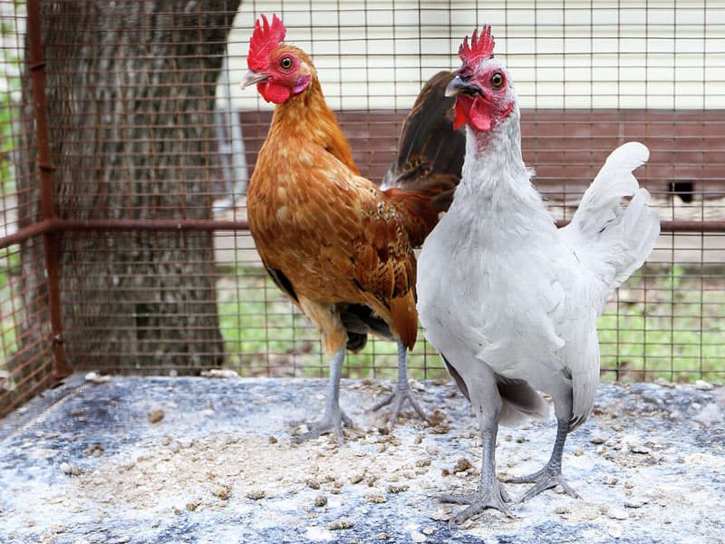 HOAs and Backyard Chicken in Texas