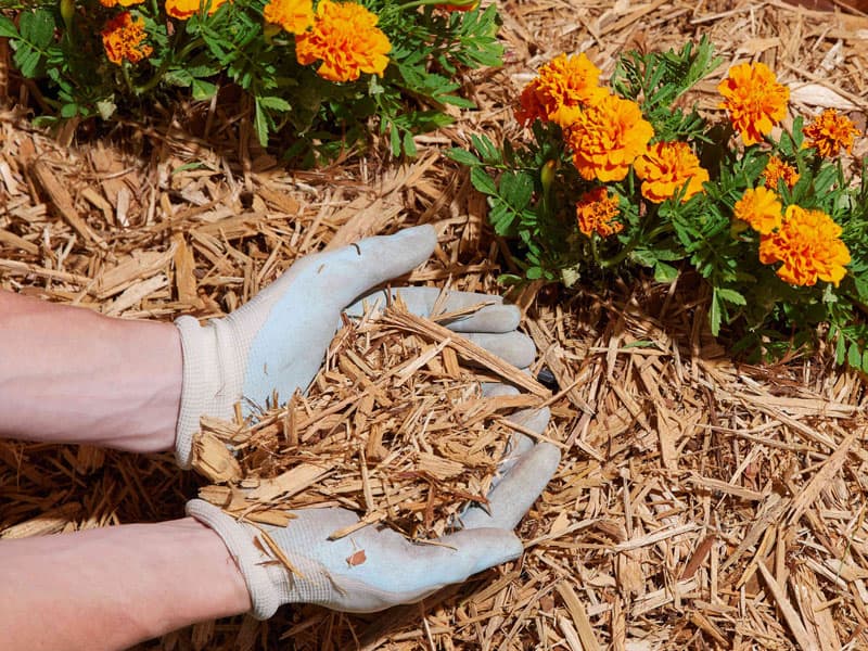 Healthy mulch should smell like