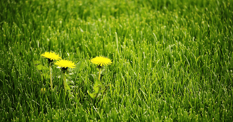 How Fast Do Dandelions Grow After Mowing