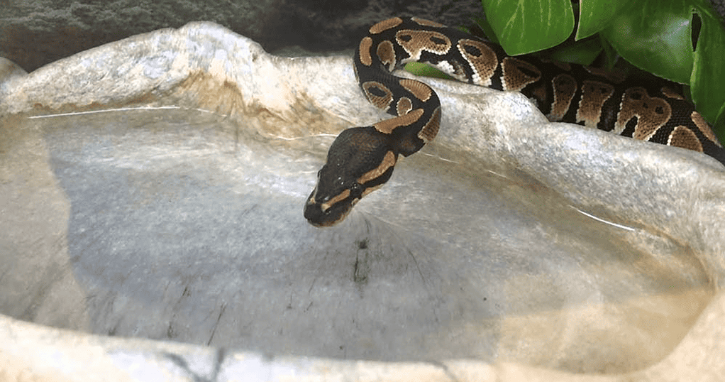 How Long Can Ball Pythons Go Without Water