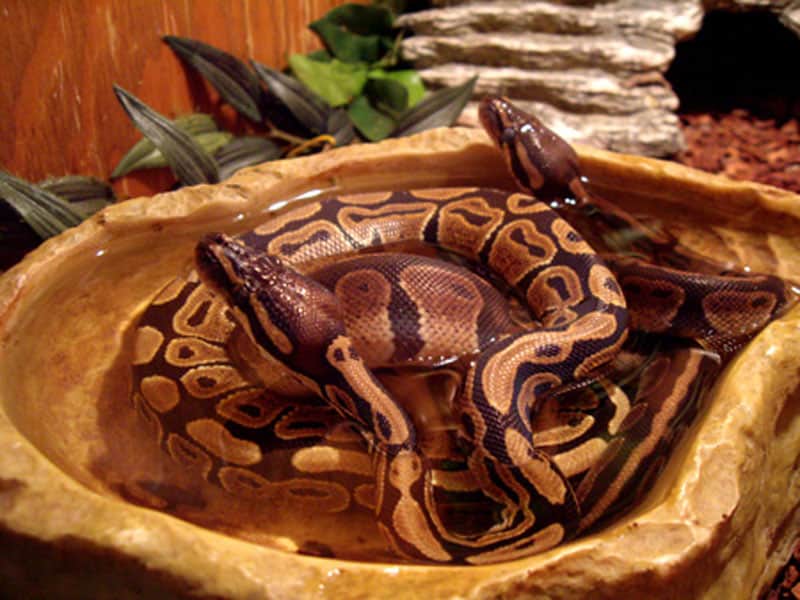 How Long Can Ball Pythons Go Without Water