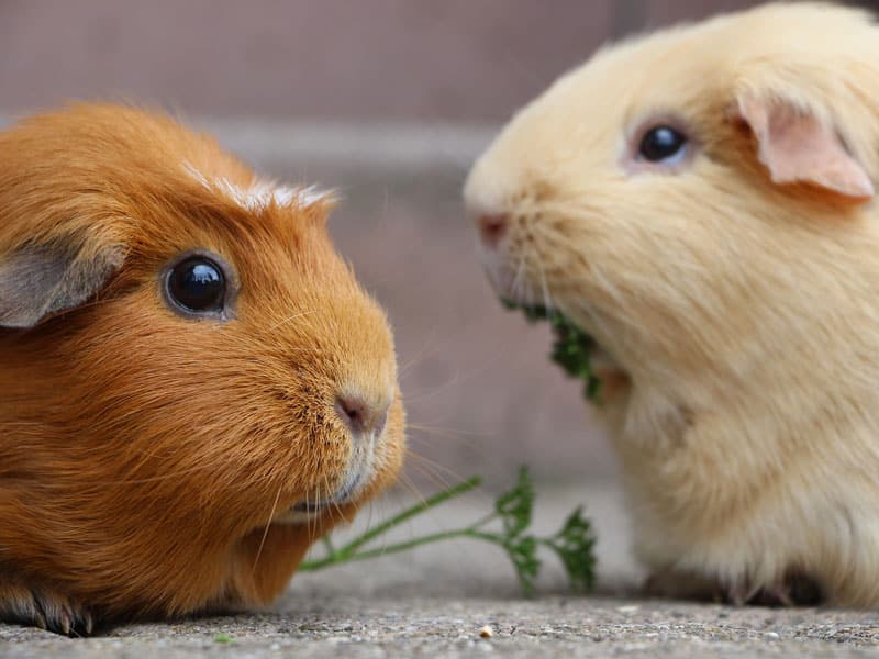 Keep Your Guinea Pig Happy and Shiver-free