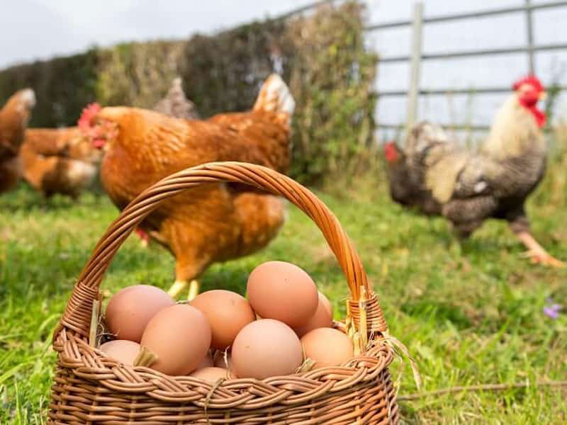 Keeping of Backyard Hens for Fresh Eggs