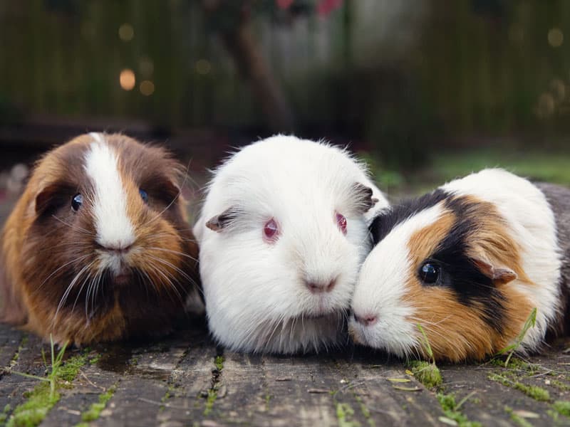 Male Guinea Pigs May Shake More