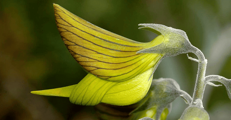 Plant That Looks Like Birds
