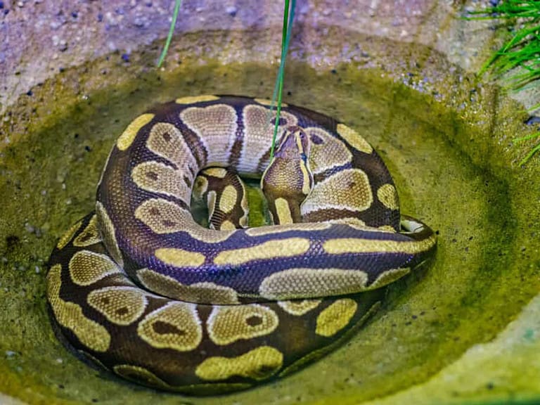 How Long Can Ball Pythons Go Without Water