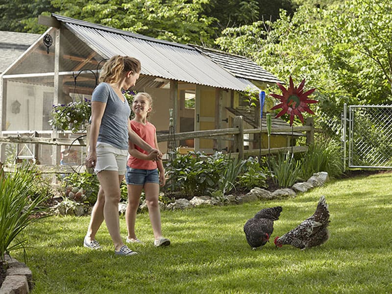 Trend of raising backyard poultry in Texas