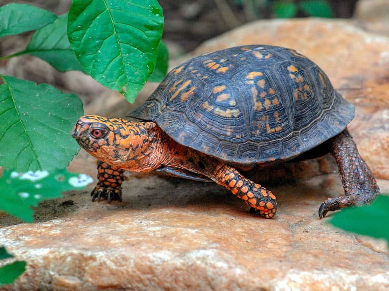 Turtles perceive the color black