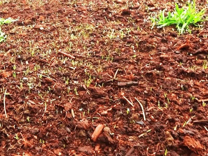 Using Mulch Instead of Straw