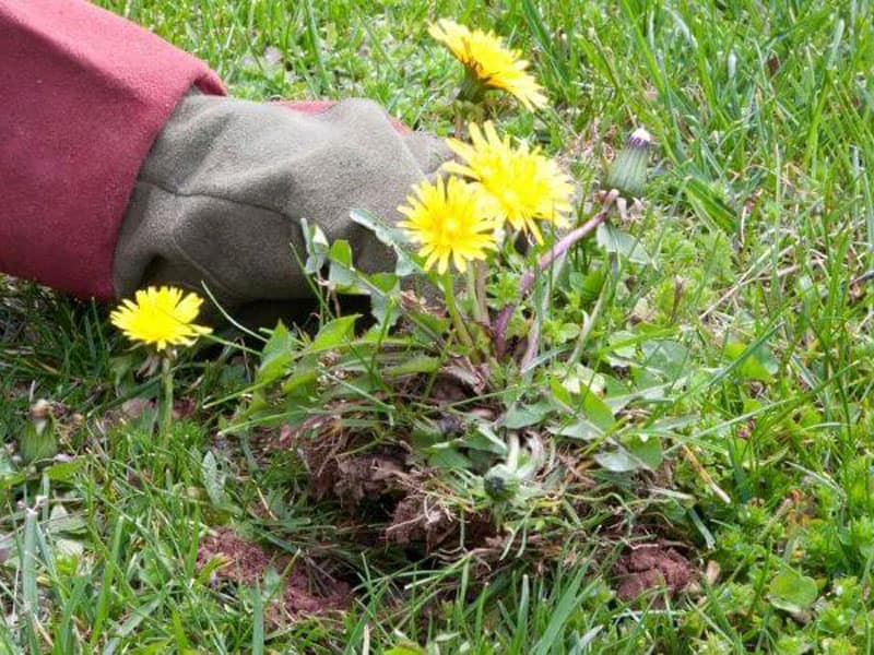 How Fast Do Dandelions Grow After Mowing