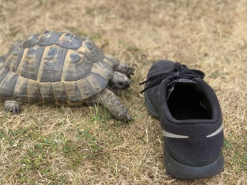 Wearing black shoes around turtles