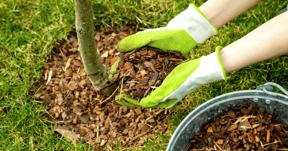 Why Does Mulch Smell