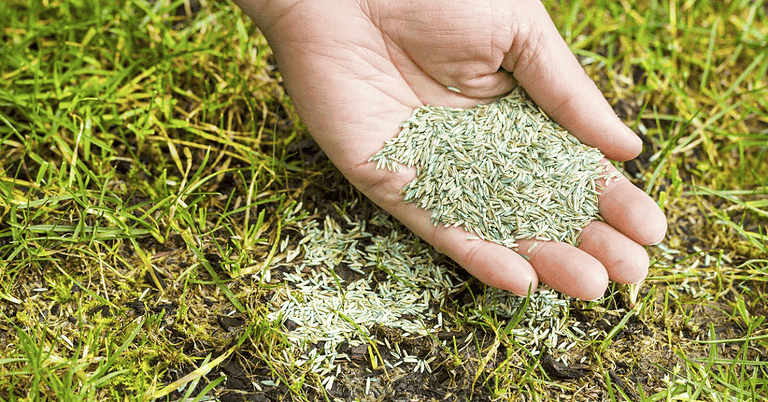 Why Is Grass Seed So Expensive