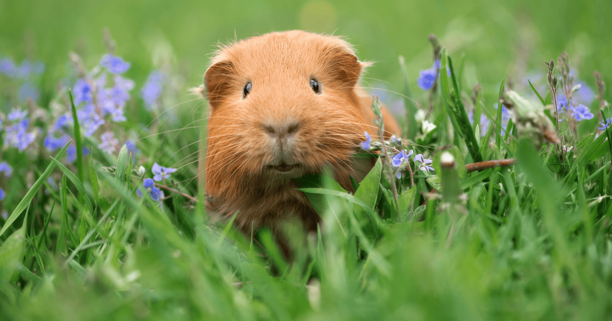 Why Is My Guinea Pig Shaking