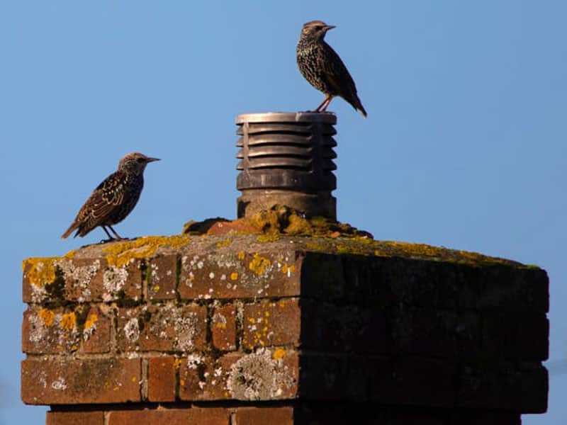 Birds In Chimneys