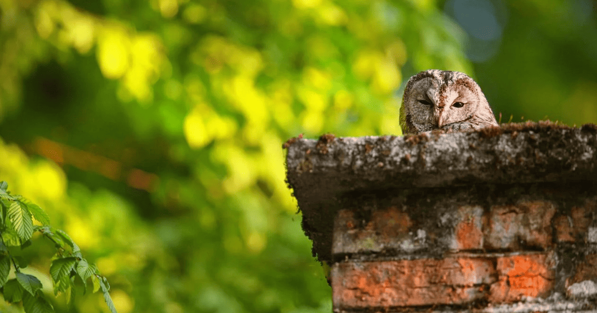 How Long For A Bird Stuck In Chimney To Die