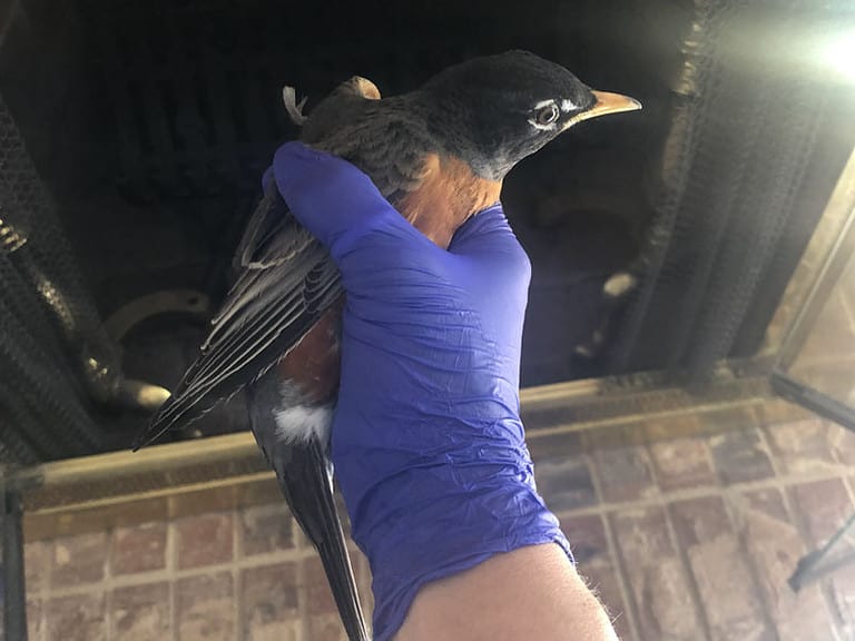 How Long For A Bird Stuck In Chimney To Die