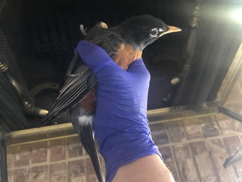 Professional Bird Removal From Chimney